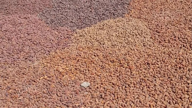 حياني يا بلح حياني، رحلة حصاد "البلح" في قنا من طالع النخل إلى الفرز والتجفيف (فيديو)