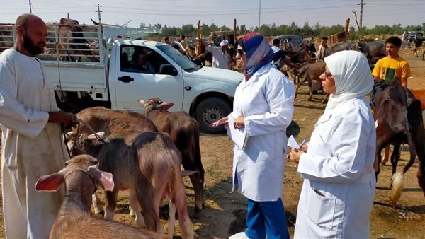1037 ترخيصًا جديدًا و774 تسجيلة أعلاف، حصاد قطاع الثروة الحيوانية والداجنة خلال سبتمبر