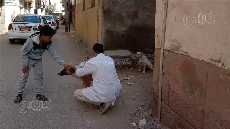 غدًا، «الزراعة» تطلق حملة لتحصين كلاب الشوارع ضد السعار