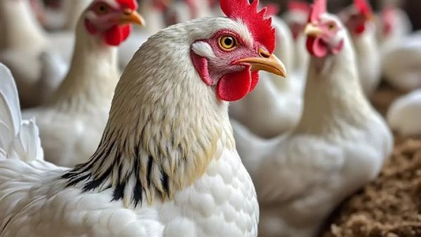 5 جنيهات ارتفاعا في سعر الفراخ البيضاء اليوم الأربعاء