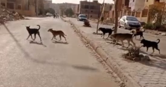 جار الطفلة سلسبيل يروي تفاصيل مصرعها إثر هجوم كلاب ضالة عليها بحدائق أكتوبر