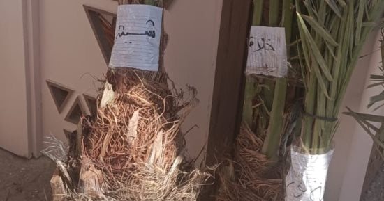 ما هى أغلى شتلة للتمور في مصر؟.. البارحى فى المقدمة