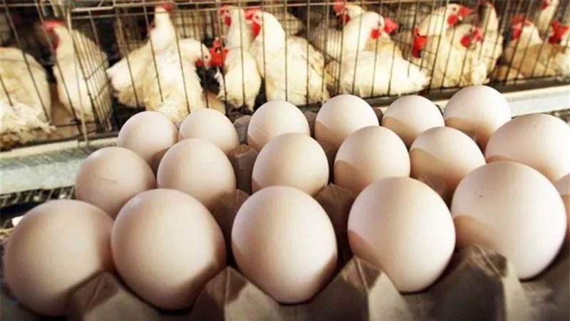 10 جنيهات انخفاضا في البلدي، سعر كرتونة البيض اليوم السبت ببورصة الدواجن