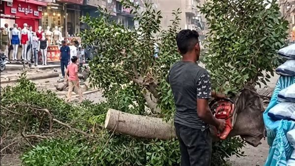 أستاذ زراعة يكشف حجم الضرر من قطع الأشجار في شوارع مصر ويطالب بتطبيق التجربة الأوروبية
