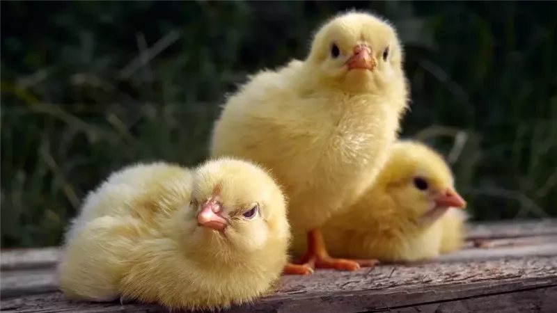 الأبيض ينخفض 4 جنيهات، أسعار الكتاكيت والبط اليوم الأربعاء في بورصة الدواجن