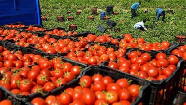 من زيوت النباتات إلى تقنية النانو، ابتكار مصري يستهدف إنقاذ الطماطم من النيماتودا والذبول