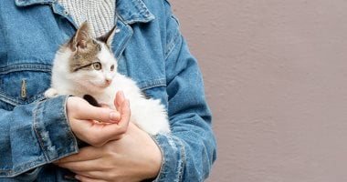لو عندك قطة فى البيت.. 9 مخاطر صحية وطرق الوقاية