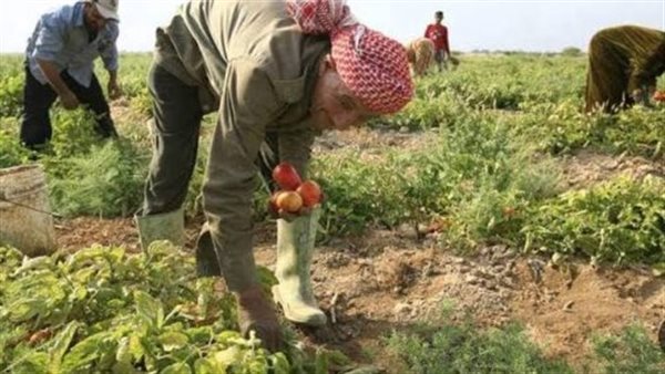 خبير اقتصادي لـ"فيتو": الأراضي الزراعية القديمة في الدلتا تطعم 80% من المصريين