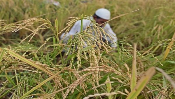 السعر العادل للأرز 17 جنيها ويباع بـ40 جنيها، مستشار سابق بالتموين يكشف أزمة المزارعين وجشع التجار