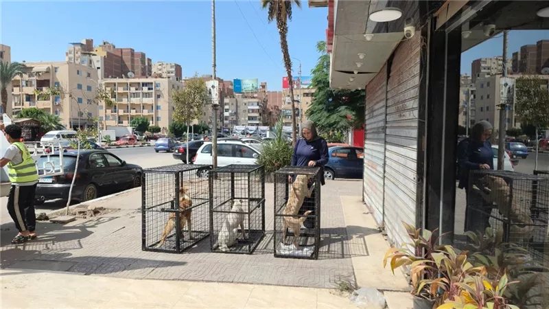 خطة 2030 تبدأ من الشوارع، بيطري الإسماعيلية يواجه السعار بتحصين وتعقيم الكلاب الضالة (صور)