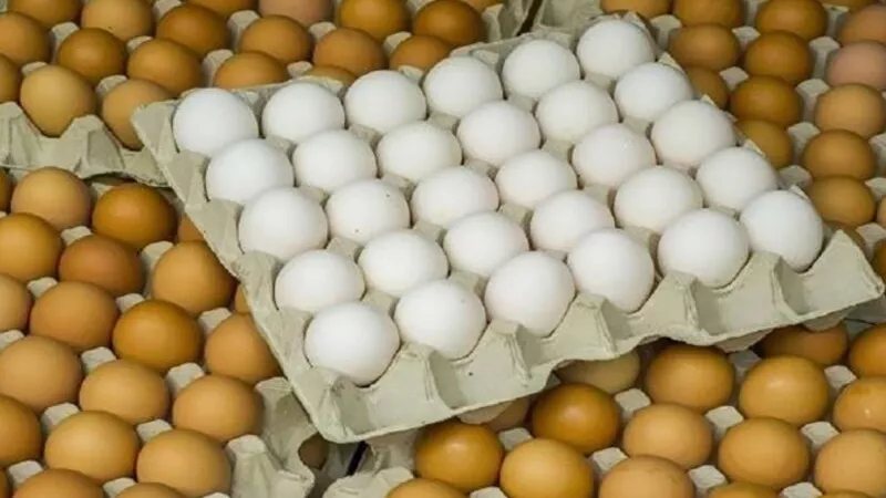 انخفاض الأبيض والأحمر، سعر كرتونة البيض اليوم الثلاثاء في بورصة الدواجن