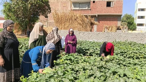 2003 مزارعين يستفيدون من المدارس الحقلية بالصعيد بينهم 612 سيدة