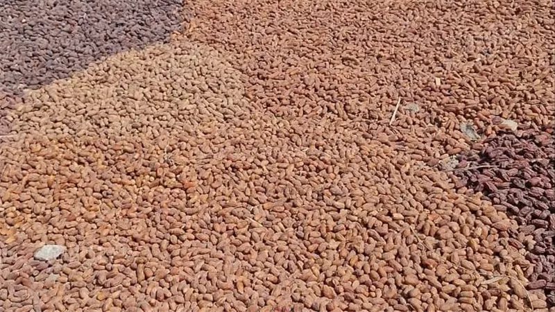 مسطاح البلح، سيدات الرحمانية في قنا يشكلن لوحة فنية تحت أشعة الشمس لتجهيز البلح لشهر رمضان (فيديو)