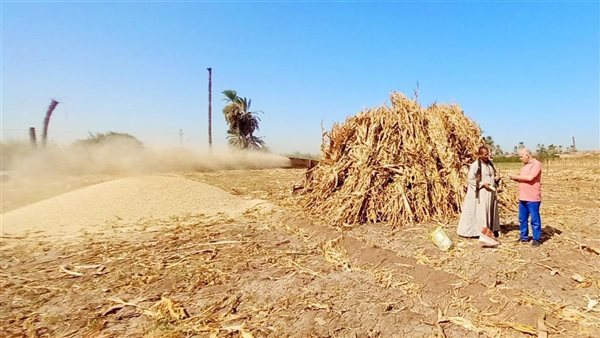 بدء عمليات فرم وتدوير متبقيات الذرة الرفيعة لإنتاج الأعلاف والأسمدة العضوية بأسيوط