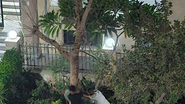 أزمة إزالة المساحات الخضراء بزهراء المعادي تصل الى النواب في طلب إحاطة