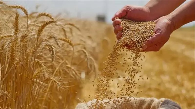 الزراعة: نستهدف توريد 6 ملايين طن قمح محلي وتوفير التقاوي للموسم الجديد