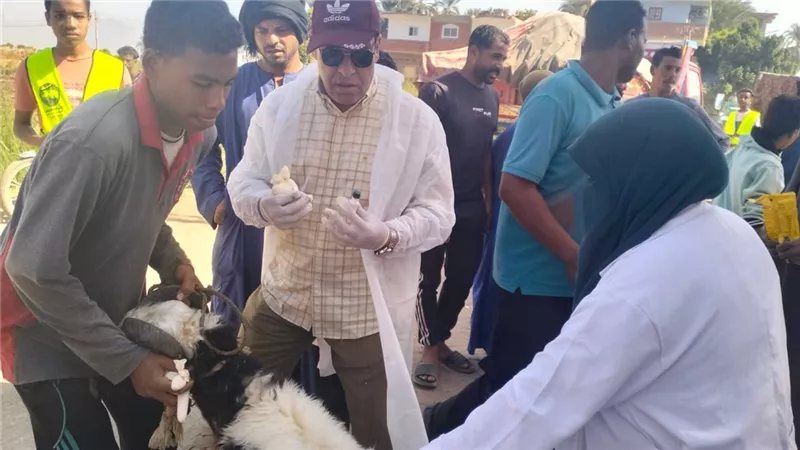بيطري الأقصر: الكشف على 806 رءوس ماشية و211 طائر خلال قافلة بيطرية بالطود