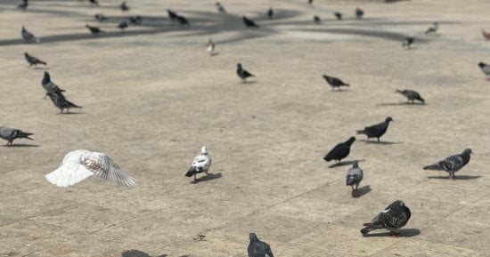 حمام الحرم.. حضور تاريخي ومشهد مألوف في سماء مكة المكرمة