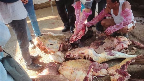 ذبيحة مصابة بالسل، شكوى مواطن تنقذ أهالي قرية بسقلون بالمنيا من كارثة صحية (صور)