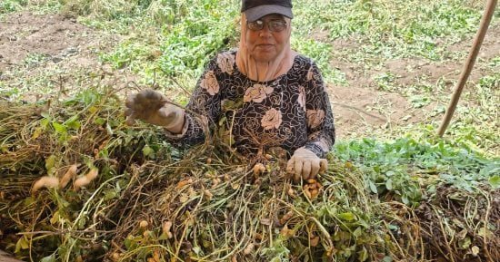 استمرار حصاد الفول السوداني في غيطان الشرقية.. سعر الكيلو من 40 : 70 جنيها