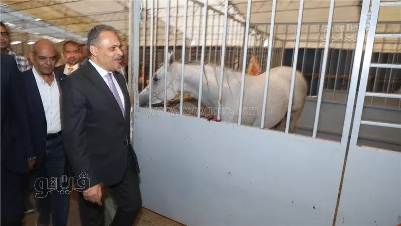 الشرقية تستعد لانطلاق مهرجان الخيول العربية الأصيلة