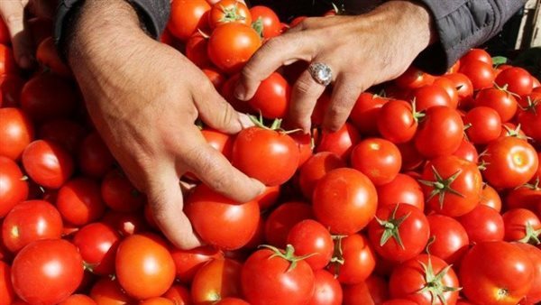 الزراعة تكشف السبب الرئيسي وراء ارتفاع أسعار الطماطم