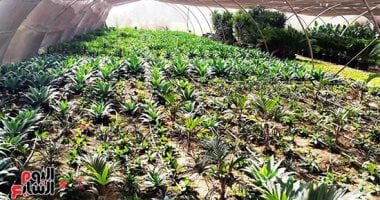 زراعة بني سويف تكثف جهودها الرقابية والإرشادية خلال الأسبوع الثاني من أكتوبر