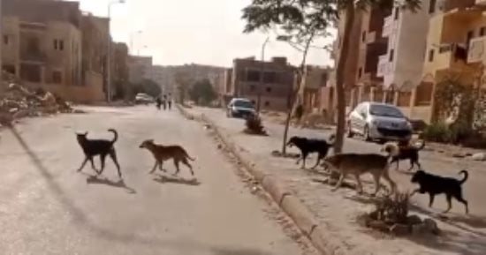 أهالي المنطقة الرابعة ابني بيتك بحدائق أكتوبر يطالبون بحملة ضد الكلاب الضالة بعد مصرع الطفلة سلسبيل