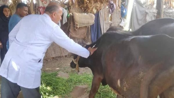 بيطرى الشرقية: تحصين 66 ألف رأس ماشية ضد الحمى القلاعية والوادي المتصدع في فاقوس