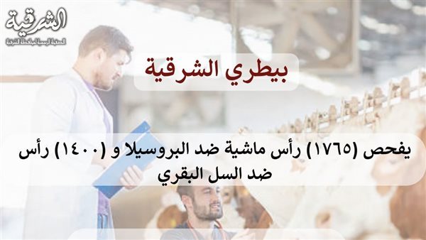 بيطري الشرقية: فحص 3165 رأس ماشية ضد البروسيلا والسل البقرى خلال سبتمبر الماضي