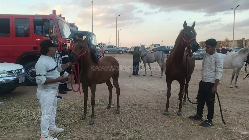 الأسعار تبدأ من 100 ألف لمليون ونصف، «فيتو» تكشف أسرار تربية الخيول العربية الأصيلة بمهرجان الشرقية (فيديو وصور)