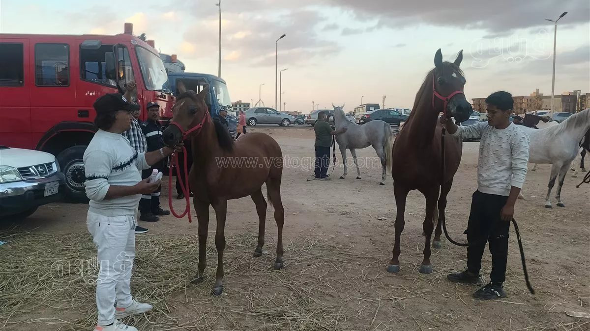 الأسعار تبدأ من 100 ألف لمليون ونصف، «فيتو» تكشف أسرار تربية الخيول العربية الأصيلة بمهرجان الشرقية (فيديو وصور)