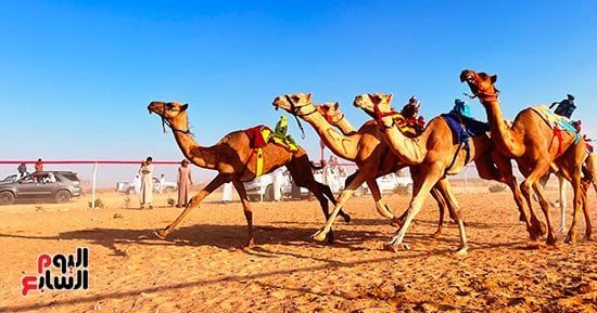 ميدان الهجن بنجران يُعلن نتائج سباق سنّ "الحقايق"