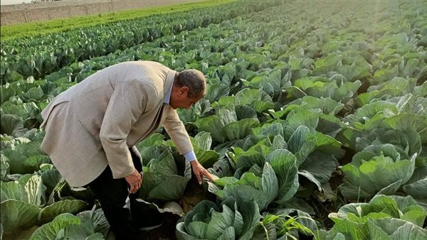 ماهر والي يكشف لـ«فيتو» روشتة خفض فاقد المحاصيل