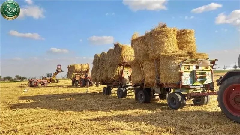 الشرقية تواجه السحابة السوداء، تجميع 206 آلاف طن من قش الأرز وتحرير 197 محضر حرق