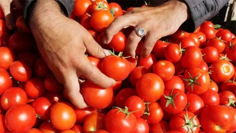 نقيب الفلاحين: قفص الطماطم يصل إلى 500 جنيه والكيلو مرشح لـ30 جنيها