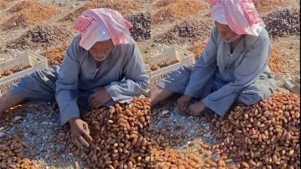 إيد تتلف في حرير، حكاية "عم أحمد النجعاوي" مع فرز وتنظيف التمور في قنا (فيديو)