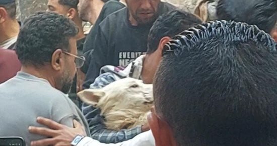إنقاذ كلب على قيد الحياة أسفل ركام عقار أبو سليمان بالإسكندرية.. صور